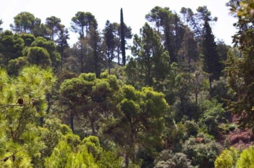 Bab Rmila Natural Park - Zerhoun , Morocco